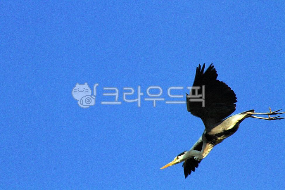 새, 학, 두루미, 백로, 동물, 사진,이미지,일러스트,캘리그라피 - Nbocrates68작가