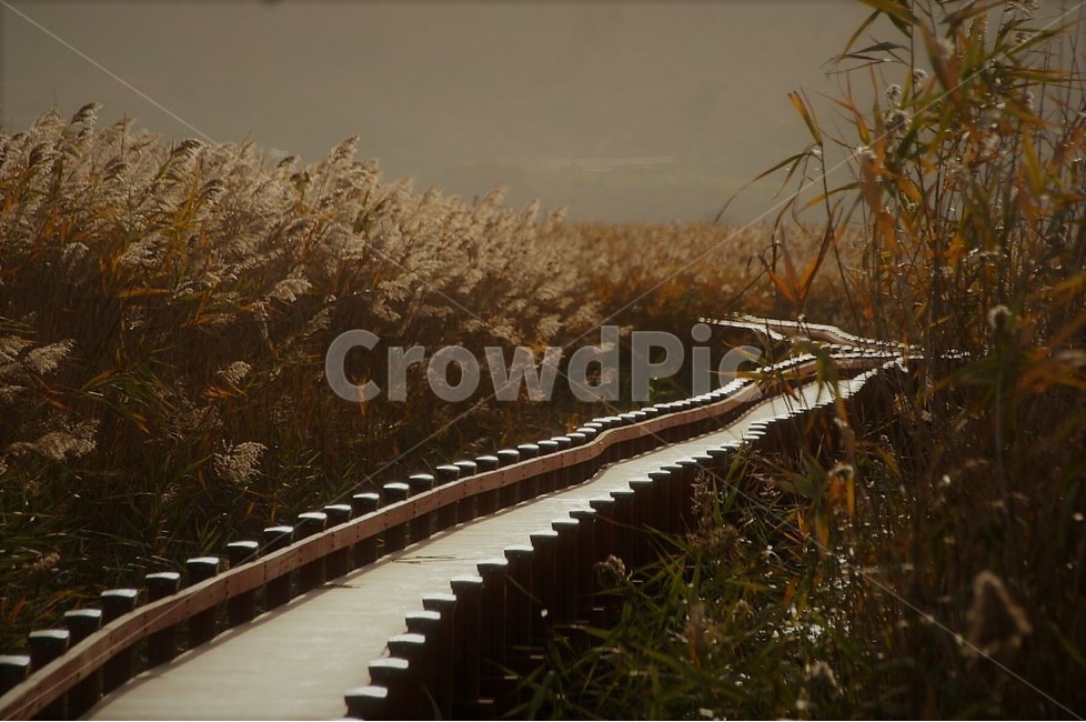 가을,갈대,자연,계절,식물,nature,다리,단풍,햇빛,서정,감성,갈대밭,강진갈대,강진만습지,autumn,season,가을,계절,fall,autumn,season,자연,풍경,nature,landscape,한국자연풍경,한국자연경관,korea nature landscape,plant,grass,잔디,handrail,난간,banister