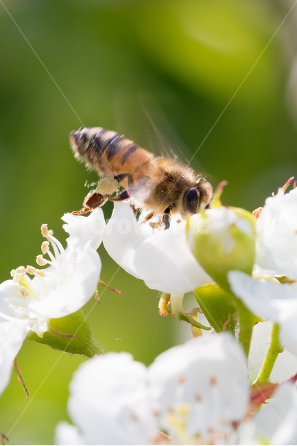 벌,꿀벌,꽃,봄,봄꽃,봄,계절,spring,season,식물,자연,plants,nature,꽃,flower,동물,animal,곤충,벌레,insect,bug,휴식,힐링,rest,relaxation,healing,honey bee,bee,invertebrate,무척추 동물