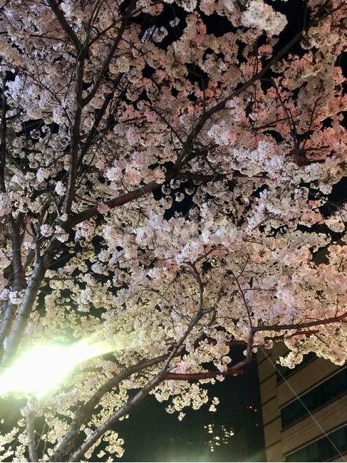 봄,벚꽃,밤,벚꽃놀이,산책,봄,계절,spring,season,plant,식물,blossom,꽃,flower,cherry blossom