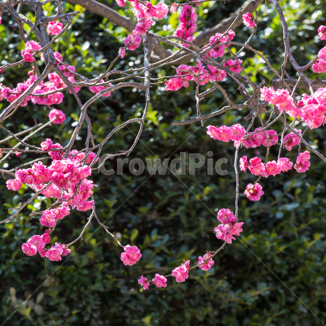 봄,매화,매화꽃,꽃,봄꽃,식물,풍경,자연,spring,flower,natural,landscape,홍매화,봄,계절,spring,season,식물,자연,plants,nature,꽃,flower,plant,blossom,petal,꽃잎