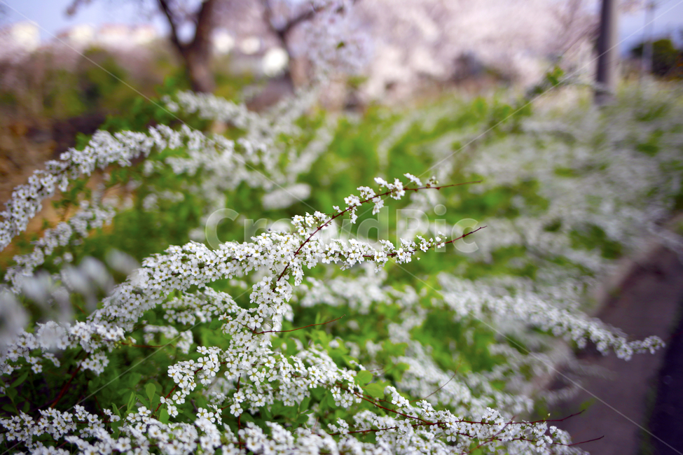 봄,봄날,초록,풀꽃,spring,식물,봄,계절,spring,season,식물,자연,plants,nature,꽃,flower,plant,blossom