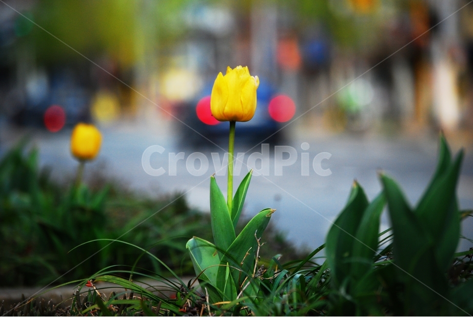 튤립,봄,식물,봄꽃,나들이,거리,화단,봄,계절,spring,season,식물,자연,plants,nature,꽃,flower,plant,blossom