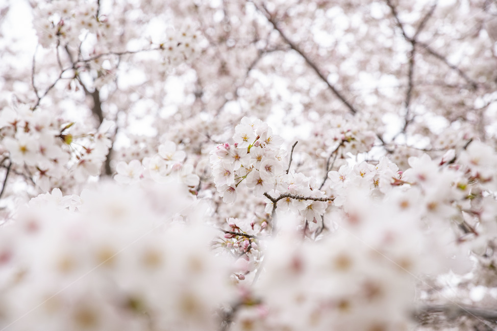 벚나무,벚꽃,봄,봄꽃,꽃나무,plant,식물,blossom,꽃,flower