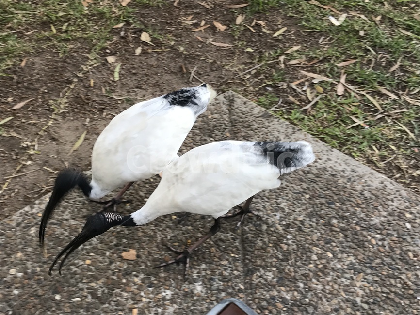 자연,놀이터,공원,새,풀,흙,동물,animal,조류,새,birds