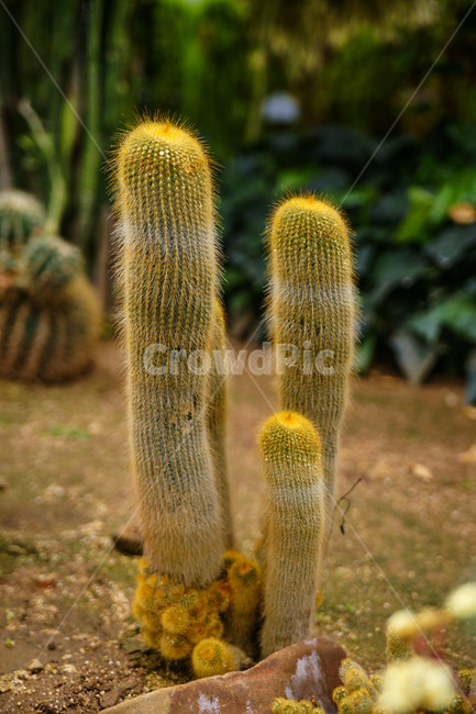 나무,꽃,선인장,따뜻함,가시,빨강,불타는마음,식물,자연,plants,nature