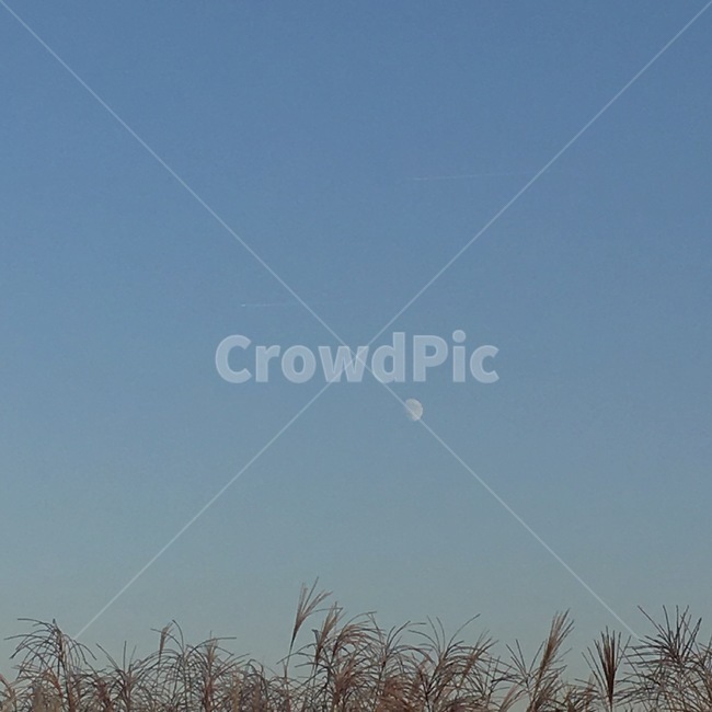 하늘공원,갈대,갈대축제,달,moon,plant,grass,저녁,식물,감성,감성사진,가을,autumn,fall,풍경,mood,분위기,자연,풍경,nature,landscape