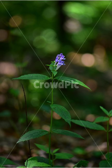 광릉골무꽃,꿀풀과,골무꽃속,야생화,봄,꽃,plant,wild,flower,자연,생태,식생,풀꽃,식물,자연,plants,nature,꽃,flower