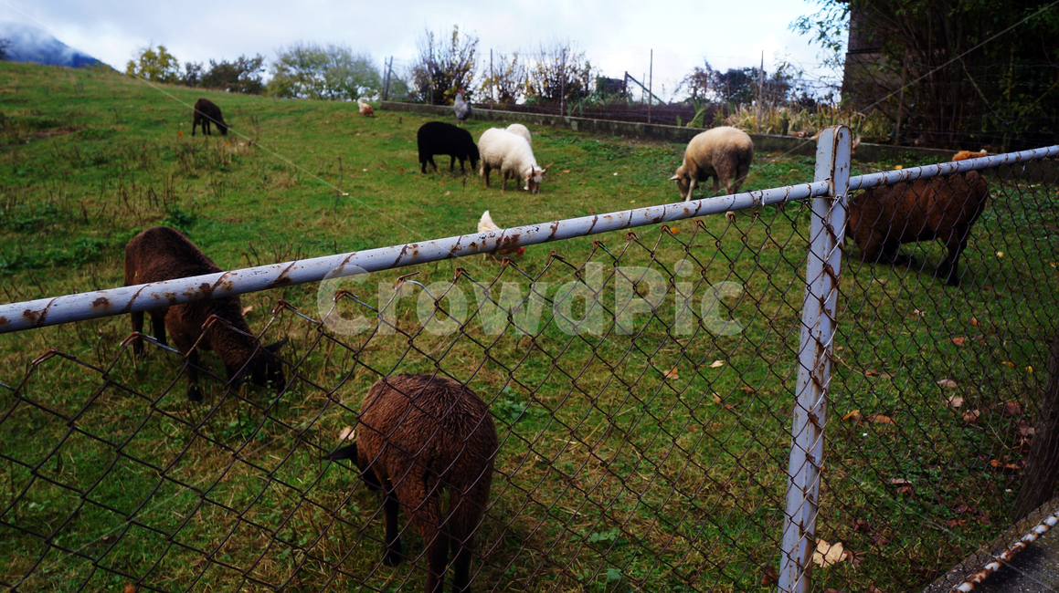 sheep,양,목초지,animal,동물,nature,자연,grassland,동물,animal,포유류,mammal