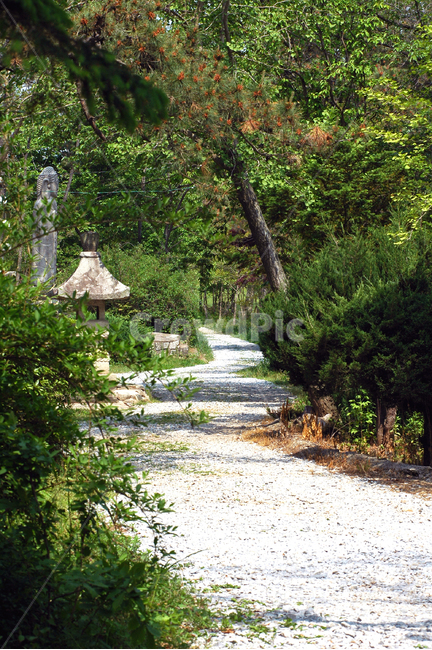 자연풍경,가로수길,산책길,수목원,길,나무,자연,풍경,nature,landscape,road,도로,gravel,자갈,dirt road,흙길,plant,식물,tree