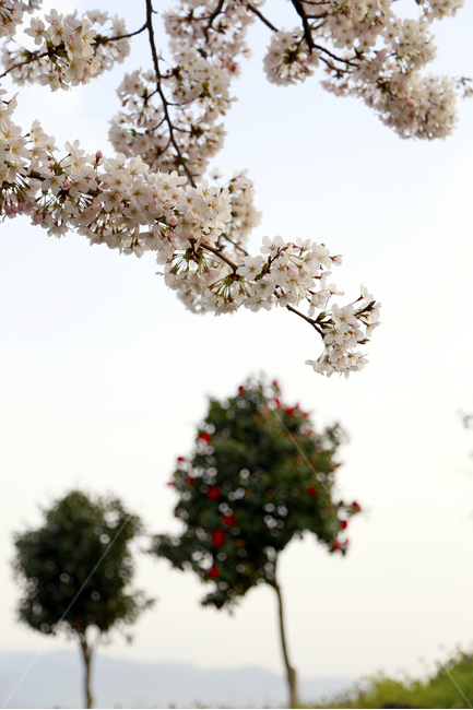 봄날,봄꽃,벚꽃,봄,spring,식물,봄,계절,spring,season,식물,자연,plants,nature,꽃,flower,plant