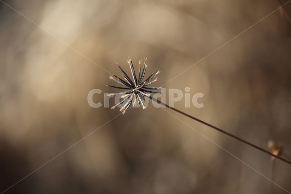 도깨비바늘,식물,잡초,풀,spanishneedles,가을,계절,fall,autumn,season,식물,자연,plants,nature