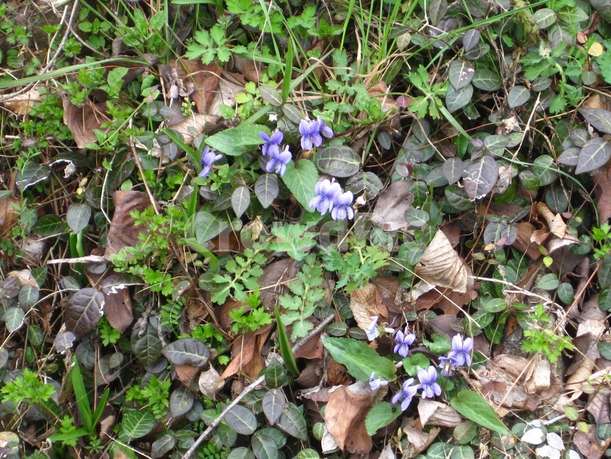 봄꽃,꽃,봄,flower,blossom,꽃송이,제비꽃,보라색,purple,바이올렛