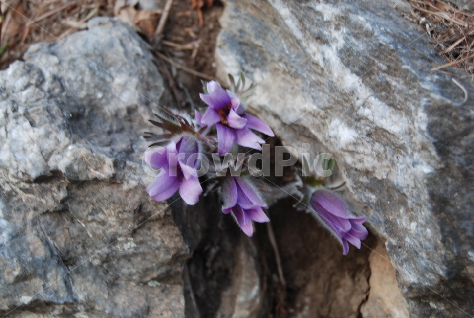 동강,봄,돌,자연,공원,봄,계절,spring,season,식물,자연,plants,nature,꽃,flower,plant,blossom