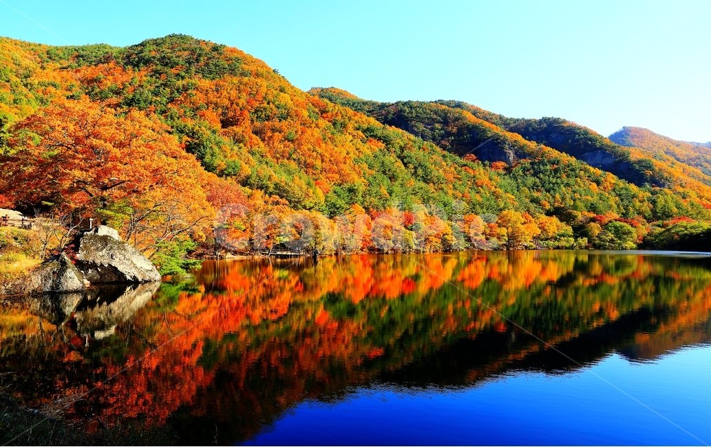 주산지,아침,청송,가을,단풍,가을,계절,fall,autumn,season,자연,풍경,nature,landscape,한국자연풍경,한국자연경관,korea nature landscape,outdoors,옥외,tree,나무,plant,식물