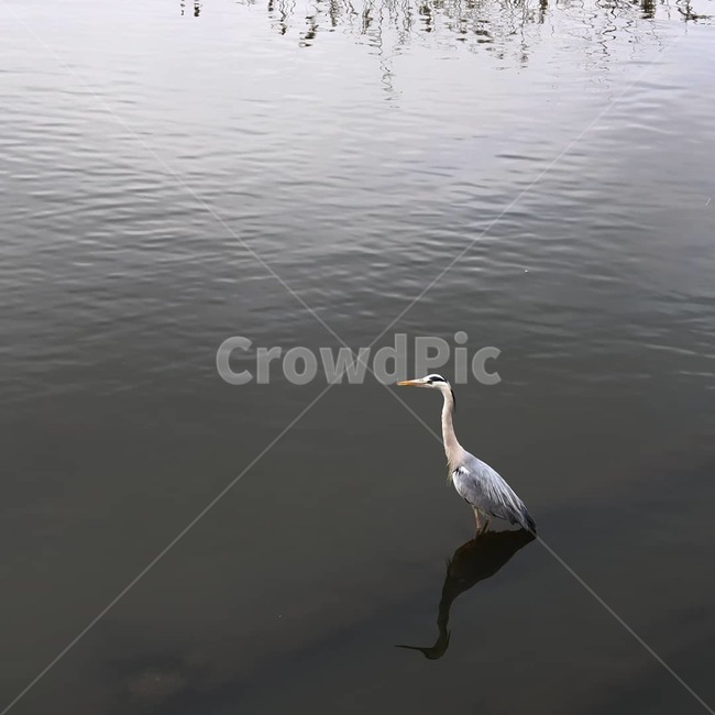 왜가리,경포호,외로움,고독,새,동물,animal,조류,새,birds