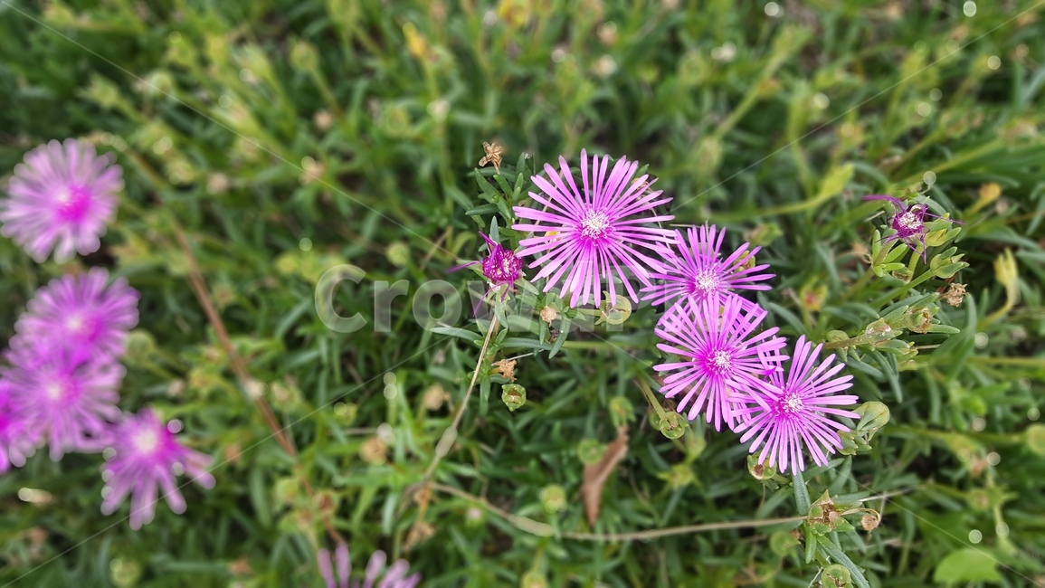 꽃,식물,야생화,flower,자연