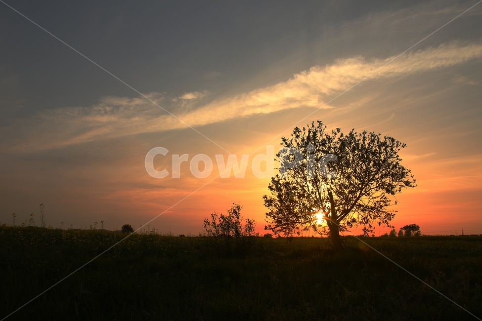 풍경,일몰,논산,강경,유채꽃,감성,감성사진,세렝게티,나무,태양,자연,풍경,nature,landscape,식물,plants,나무,trees,wood,outdoors,옥외