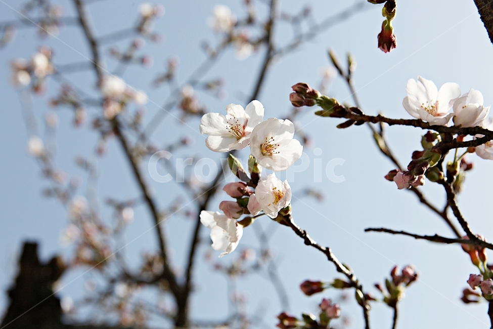 벗꽃,벗나무,꽃,봄꽃,벗꽃잎,꽃잎,식물,자연,공원,식물,자연,plants,nature,꽃,flower