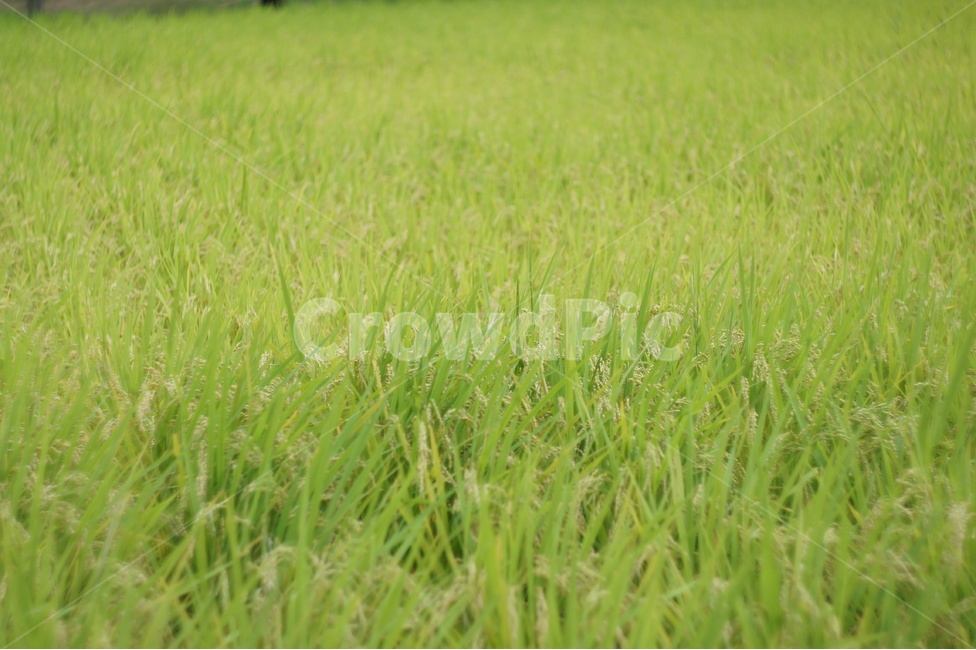 식물,plant,풍경,landscape,감성,근접촬영,접사,nature,자연,생동감,fresh,식물,자연,plants,nature