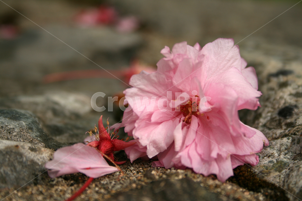 꽃,봄꽃,flower,식물,겹벚꽃,낙화,분홍,꽃,flower