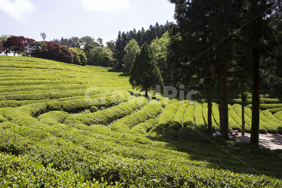 자연,녹차,나무,식물,초록,그린,greentea,잎,보성,green,녹차잎,밭,풍경,색감,자연,풍경,nature,landscape,outdoors,옥외,rural,농촌,farm,농장,field,들