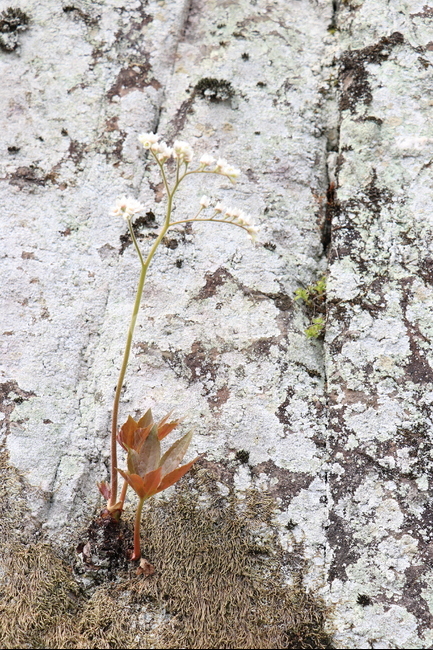 돌단풍,바위,이끼,꽃,봄,산,둘레길,봄,계절,spring,season,식물,자연,plants,nature,꽃,flower,plant,leaf,잎