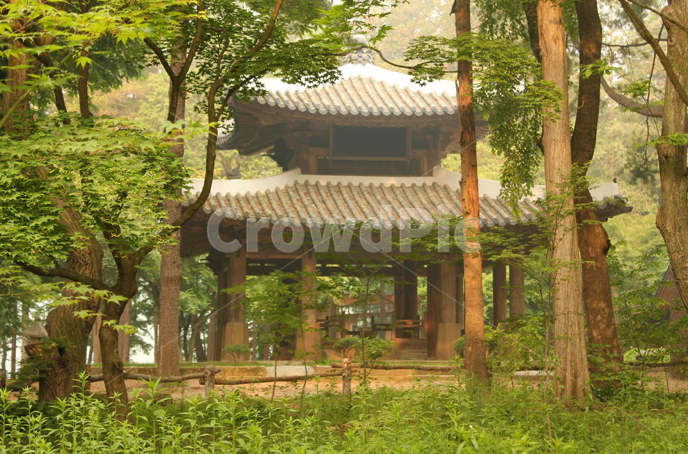 남이섬,나미나라,남이아일랜드,춘천,한국,대한민국,아시아,단풍나무,단풍,나무기둥,숲,숲속,풀밭,풀,그린,녹색,초록색,산림,기와집,집,한옥,한국전통,전통,기와,우드,우든,낮,잡초,나무,자연,건물,식물