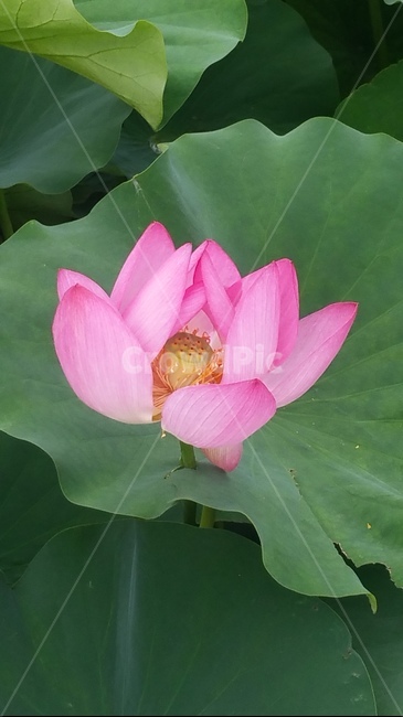 연꽃,꽃,핑크,자연,플라워,flower,초록
