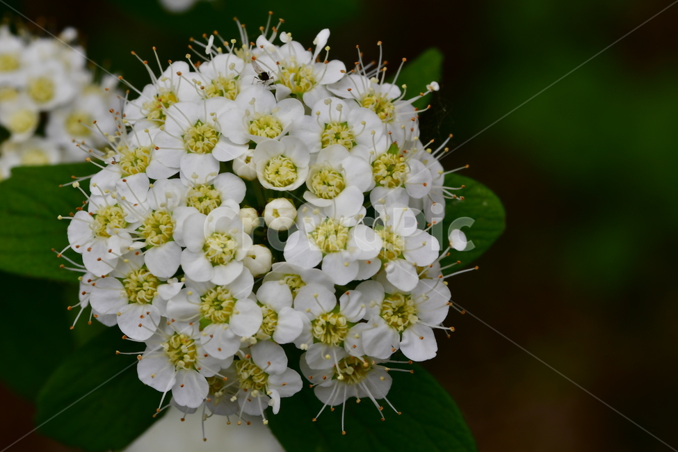 자연,식물,꽃,야생화,봄,봄,계절,spring,season,식물,자연,plants,nature,꽃,flower,plant
