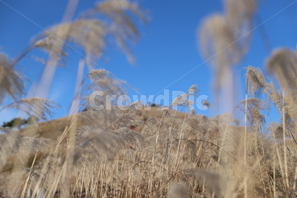 산,민둥산,산행,억새,가을,풍경,감성,가을,계절,fall,autumn,season,식물,자연,plants,nature,grass,잔디,plant,lawn,reed,갈대