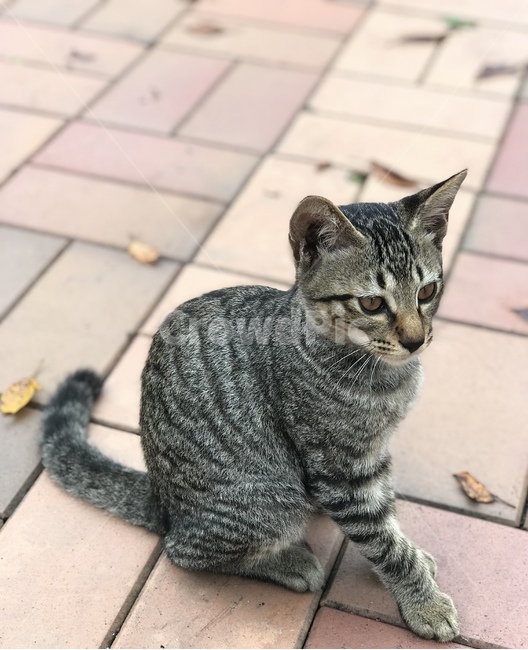 pet,고양이,착한애,mammal,포유류,동물,cat,동물,animal,포유류,mammal,고양이,cat,kitten,kitty