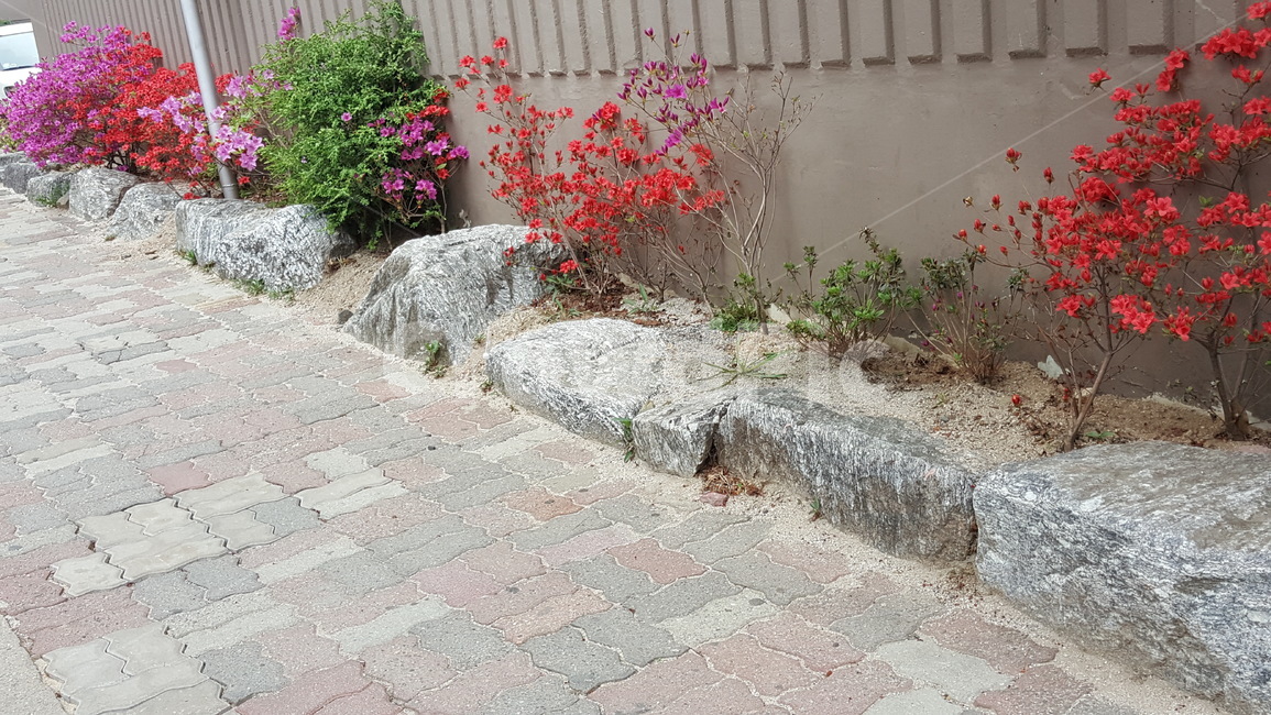 꽃,화단,식물,풍경,자연,식물,자연,plants,nature,꽃,flower