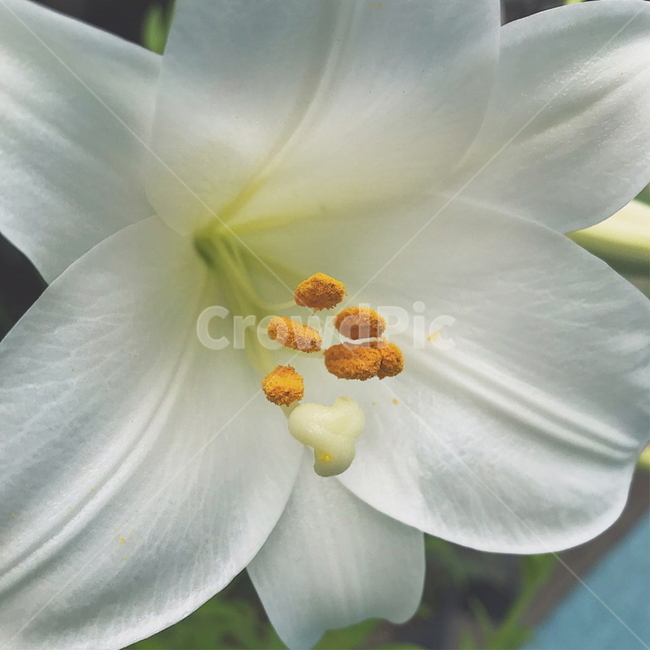 백합,꽃,하얀,lily,flower,식물,plants,암술,pistil,수술,stamens,꽃가루,화분,pollen,꽃잎,petal,자연물,식물,자연,plants,nature,꽃,flower