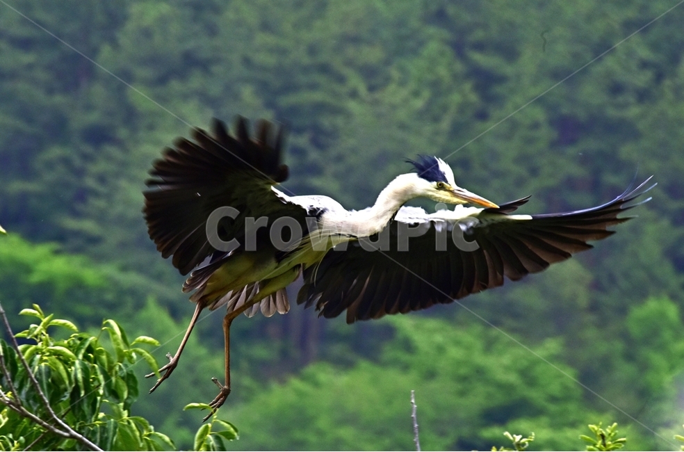 백로,egret,흰이슬,중대백로,여름새,철새,여름철새,외가리과,동물,animal,조류,새,birds