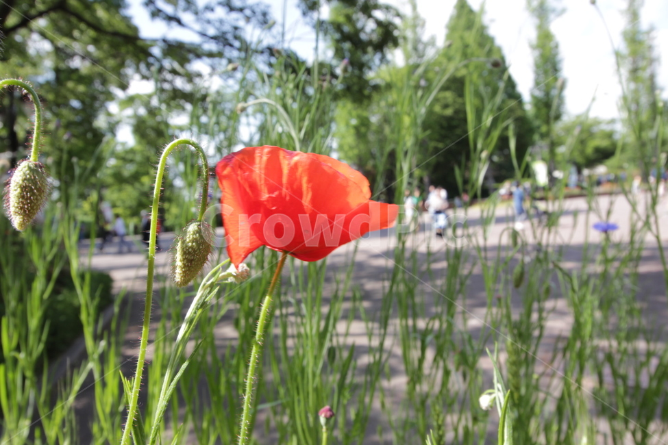 식물,flower,꽃,blossom,green,풀,식물,자연,plants,nature,꽃,flower