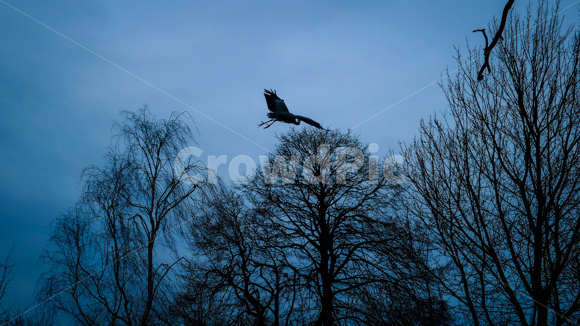 새,두루미,bird,고독함,새한마리,날으는새,animal,동물,flying,고요함,어두움,dark,비네팅,동물,animal,조류,새,birds