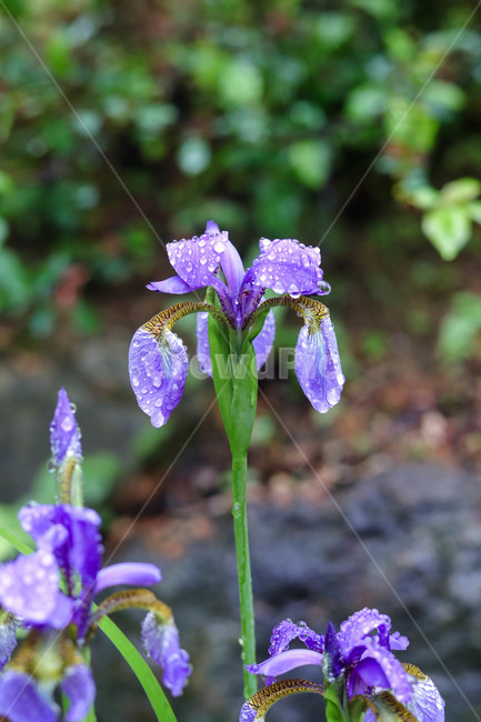 비오는날,꽃,봄,봄꽃,식물,spring,rainyday,beautiful,예쁜,자연,nature,봄날,배경,바탕