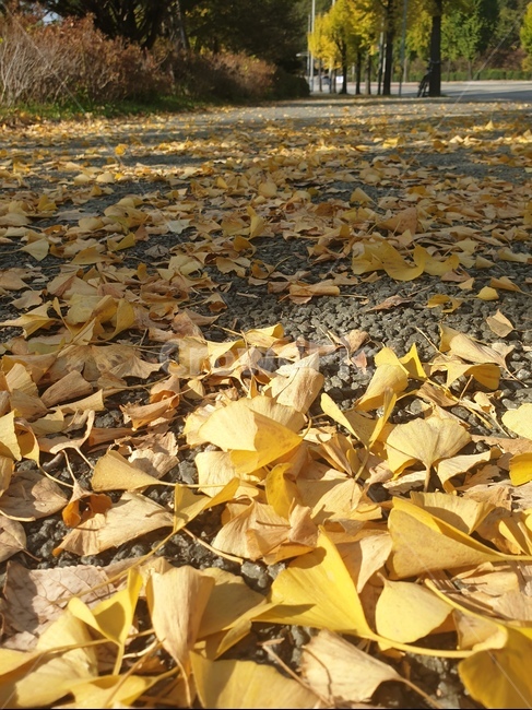 ground,바닥,plant,식물,leaf,잎,은행잎,낙엽,가을,계절,fall,autumn,season