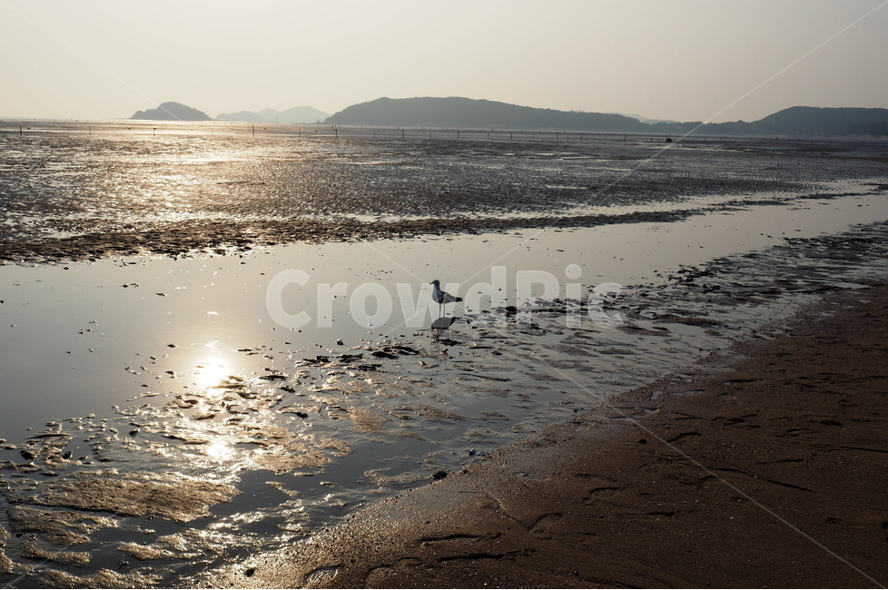 해변,갈매기,휴가,인천,풍경,갯벌,용유역,마시란해변,동물,해변,바다,beach,sea,동물,animal,조류,새,birds