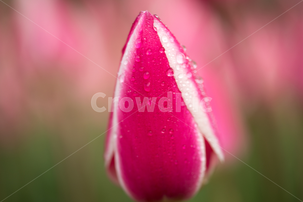 튤립,꽃,봄,봄꽃,식물,야외,실외,도심공원,봄,계절,spring,season,식물,자연,plants,nature,꽃,flower,plant,blossom