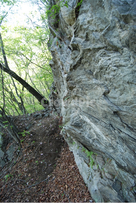 화악산,탐방로,가평,계절,공원,자연,풍경,nature,landscape,tree,나무,plant,식물