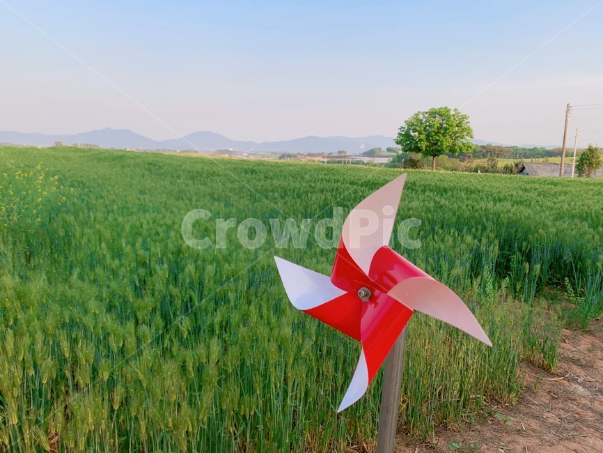 바람개비,들판,바람,평화,늦은오후,해질녘,빨간색,pinwheel,red