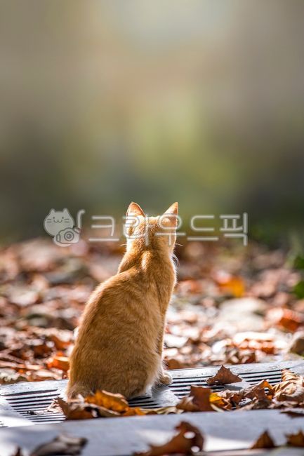 rest,back,brown,out of focus,White space,comfort,Pets,sunlight,house cat,stray cat,fallen leaves,one animal,cat,copy space,Warmth,animal,stare,Emotion,autumn,background blur,mammalia,sitting,pet