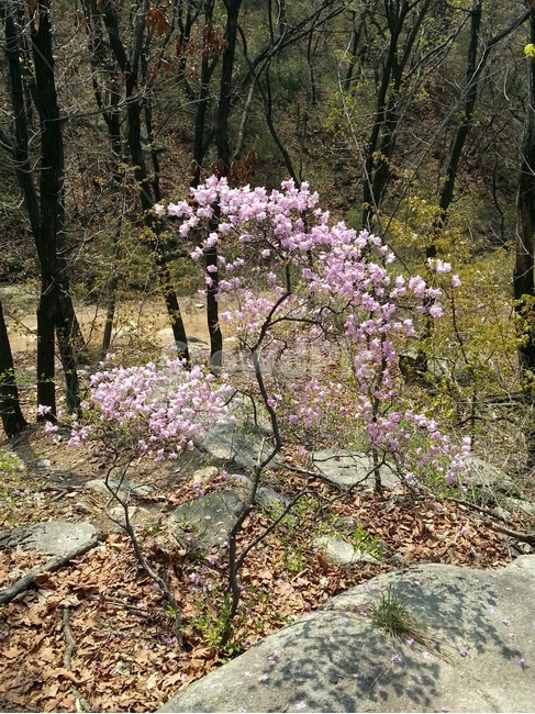 진달래,꽃,식물,나무,산,붐,식물,자연,plants,nature,꽃,flower
