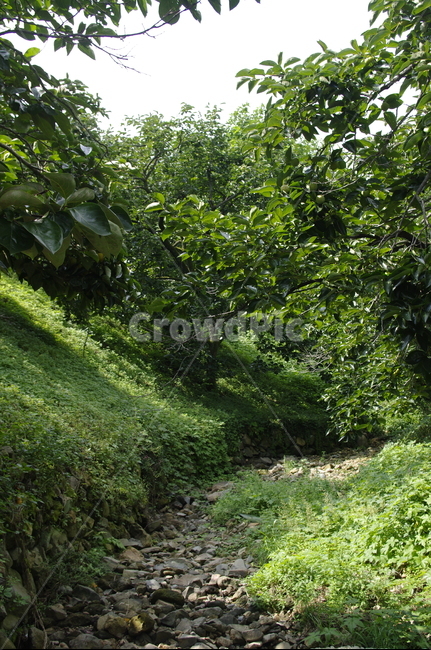 초록,잎,나무,식물,plant,자연,nature,계곡,자연,풍경,nature,landscape