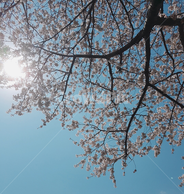 벚꽃,봄,맑은하늘,제주도왕벚꽃,왕벚꽃,봄,계절,spring,season,plant,식물