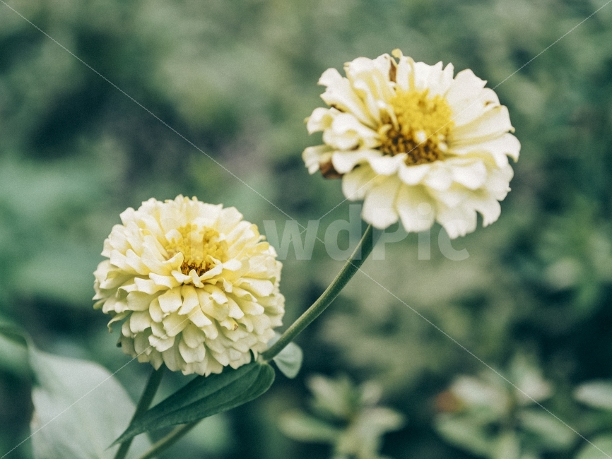 여름,꽃,자연,계절,백일홍,식물,자연,plants,nature,꽃,flower,감성,sensible,feeling
