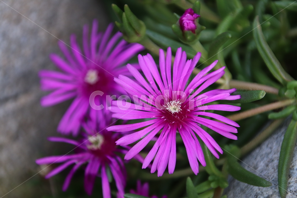 감성,무보정,자연,꽃,풍경,식물,자연,plants,nature,꽃,flower