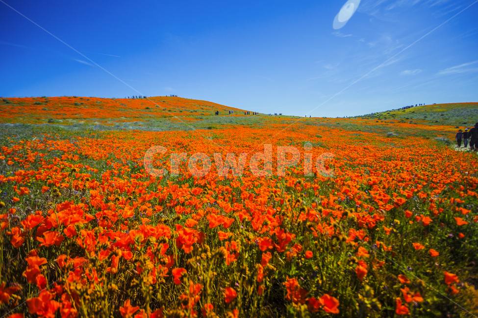california,antelopevalley,랭캐스터,파피꽃,들,poppy,자연,풍경,nature,landscape